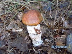 Klikni pro velký obrázek