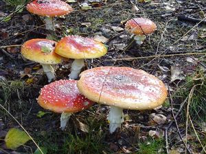 Klikni pro velký obrázek