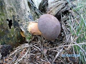 Klikni pro velký obrázek