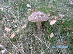 Klikni pro velký obrázek