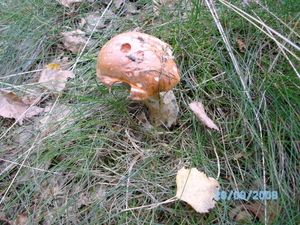 Klikni pro velký obrázek