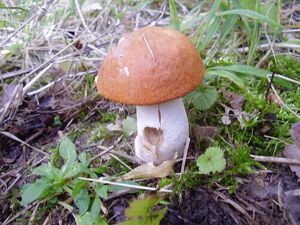 Klikni pro velký obrázek