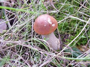 Klikni pro velký obrázek