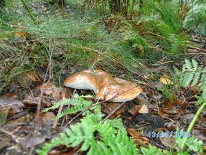 Klikni pro velký obrázek