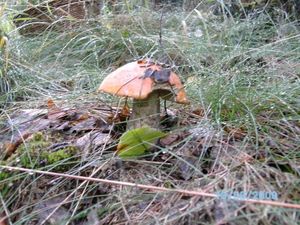 Klikni pro velký obrázek