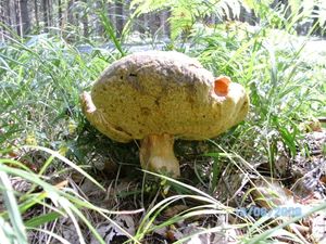 Klikni pro velký obrázek