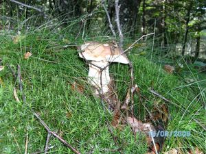 Klikni pro velký obrázek