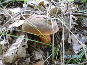 Klikni pro velký obrázek