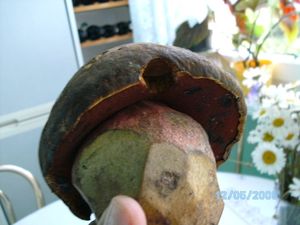 Klikni pro velký obrázek