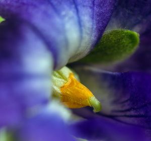 Violka vonná  (Viola odorata)