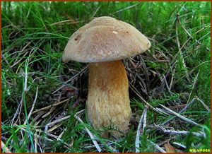 Klikni pro velký obrázek