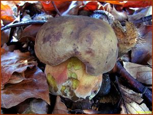 Klikni pro velký obrázek