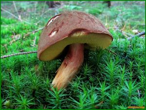 Klikni pro velký obrázek