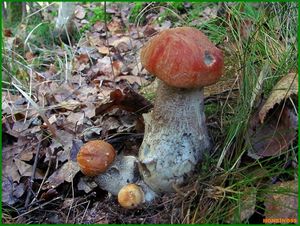 Klikni pro velký obrázek