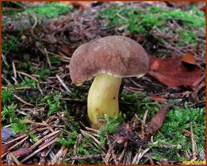 Klikni pro velký obrázek