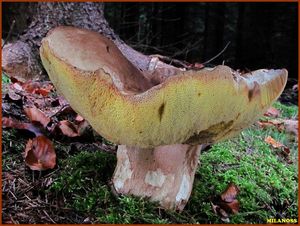 Klikni pro velký obrázek