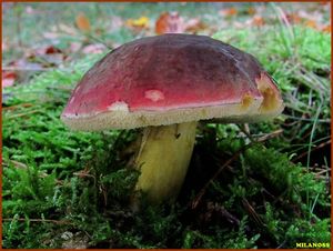 Klikni pro velký obrázek