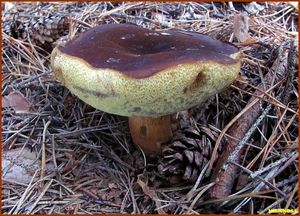 Klikni pro velký obrázek