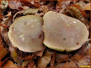 Klikni pro velký obrázek