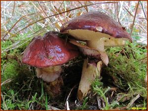 Klikni pro velký obrázek