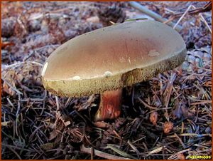 Klikni pro velký obrázek