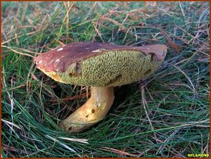 Klikni pro velký obrázek