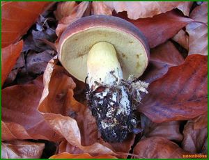 Klikni pro velký obrázek