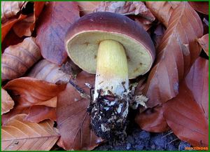 Klikni pro velký obrázek