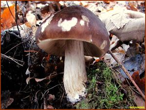 Klikni pro velký obrázek