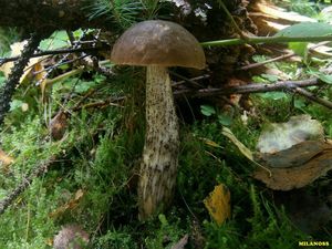 Klikni pro velký obrázek