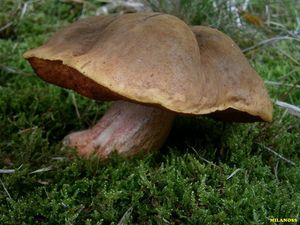 Klikni pro velký obrázek