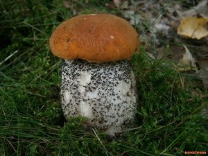 Klikni pro velký obrázek