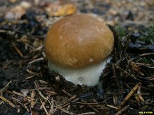 Klikni pro velký obrázek