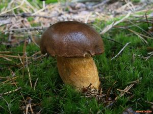 Klikni pro velký obrázek