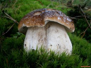 Klikni pro velký obrázek