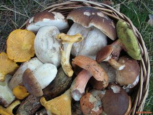 Klikni pro velký obrázek