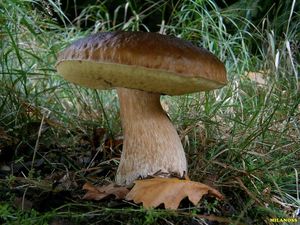 Klikni pro velký obrázek