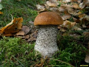 Klikni pro velký obrázek