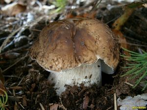 Klikni pro velký obrázek