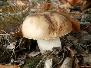 Klikni pro velký obrázek