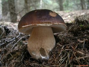 Klikni pro velký obrázek