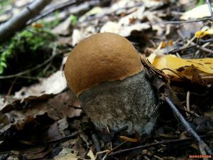 Klikni pro velký obrázek