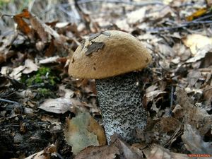 Klikni pro velký obrázek