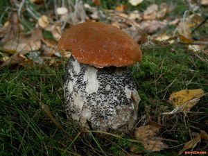 Klikni pro velký obrázek