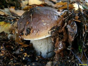 Klikni pro velký obrázek