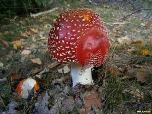 Klikni pro velký obrázek