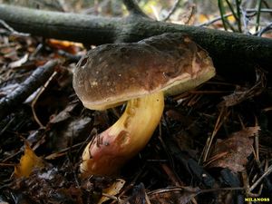 Klikni pro velký obrázek