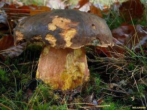 Klikni pro velký obrázek