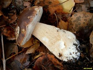 Klikni pro velký obrázek