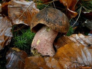 Klikni pro velký obrázek